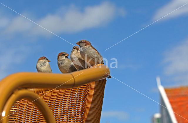 Huismus (Passer domesticus)