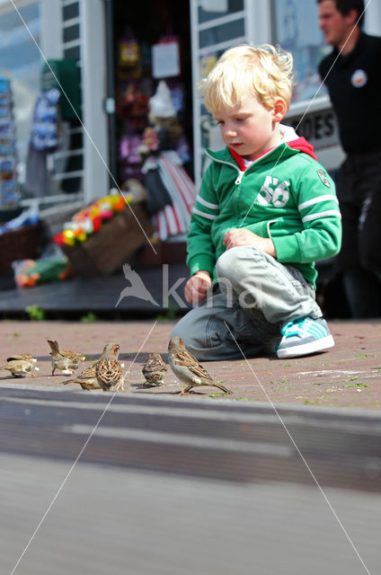 Huismus (Passer domesticus)