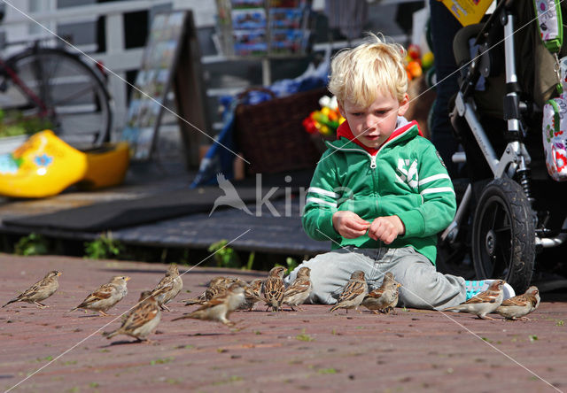 House Sparrow (Passer domesticus)