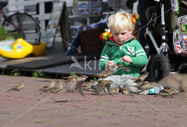 Huismus (Passer domesticus)