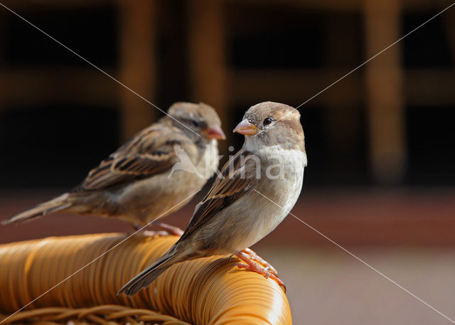 Huismus (Passer domesticus)