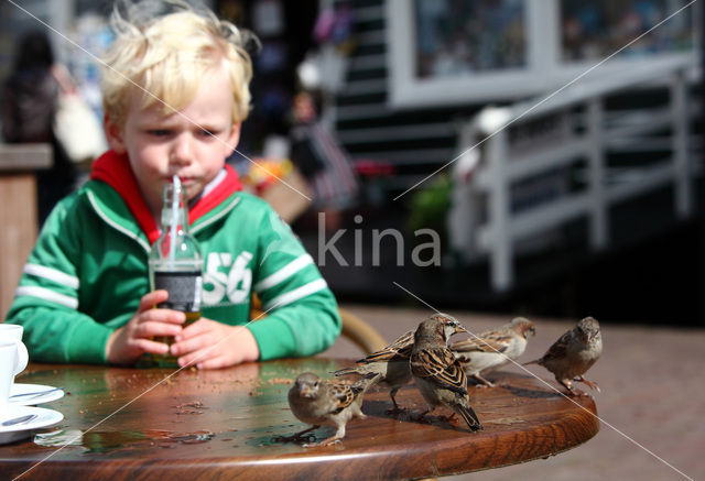 House Sparrow (Passer domesticus)