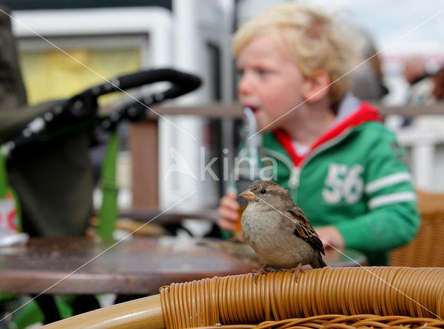 Huismus (Passer domesticus)