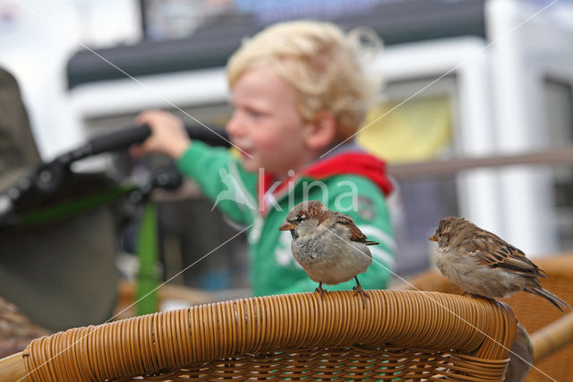 Huismus (Passer domesticus)