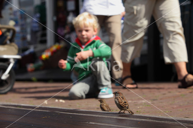 Huismus (Passer domesticus)