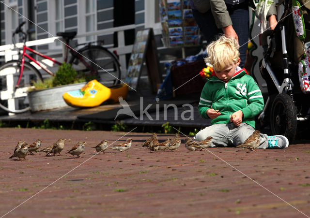 Huismus (Passer domesticus)