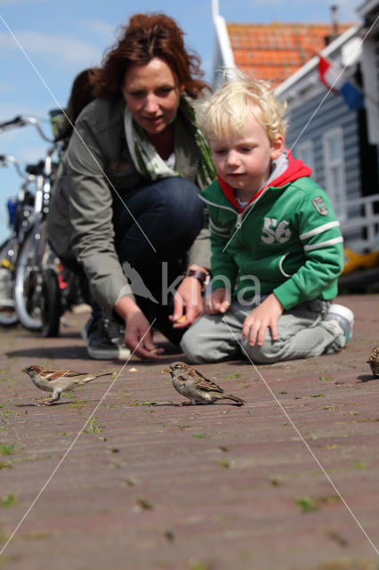 Huismus (Passer domesticus)