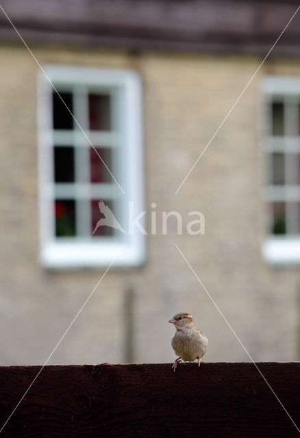 Huismus (Passer domesticus)