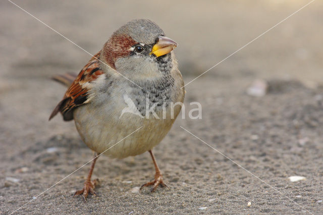 Huismus (Passer domesticus)