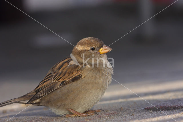 Huismus (Passer domesticus)