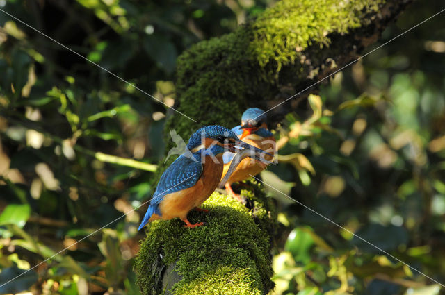 IJsvogel (Alcedo atthis)