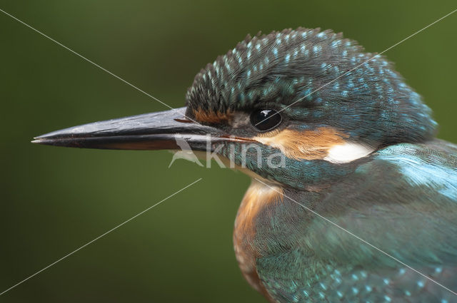 Kingfisher (Alcedo atthis)