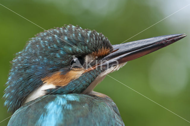 Kingfisher (Alcedo atthis)