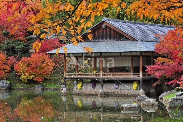 Japanse esdoorn (Acer japonicum )