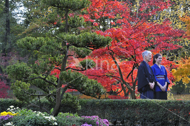 Japanese Maple (Acer japonicum )