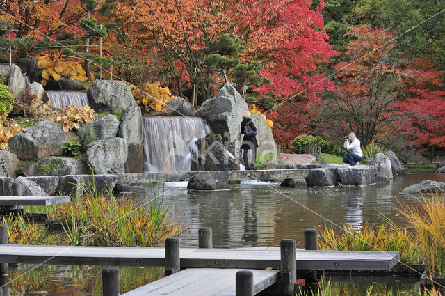 Japanese Maple (Acer japonicum )