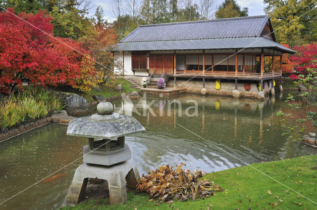 Japanse esdoorn (Acer japonicum )