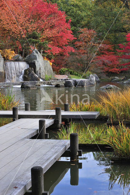 Japanse esdoorn (Acer japonicum )