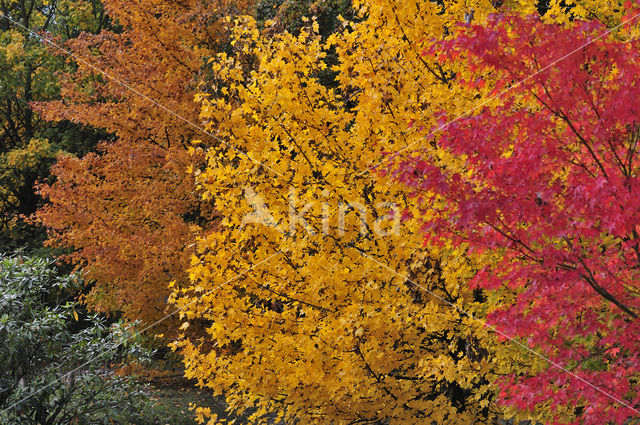 Japanse esdoorn (Acer japonicum )