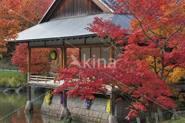 Japanse esdoorn (Acer japonicum )