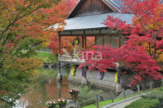 Japanese Maple (Acer japonicum )