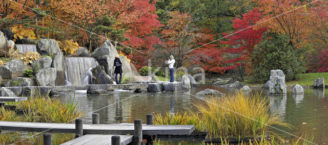 Japanse esdoorn (Acer japonicum )