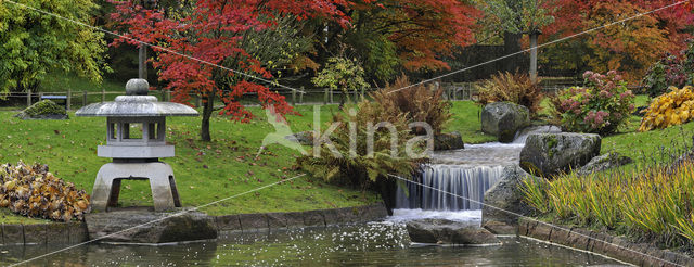 Japanse esdoorn (Acer japonicum )