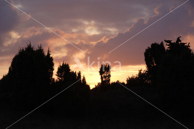 common juniper (Juniperus communis)