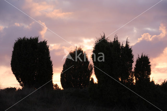 common juniper (Juniperus communis)