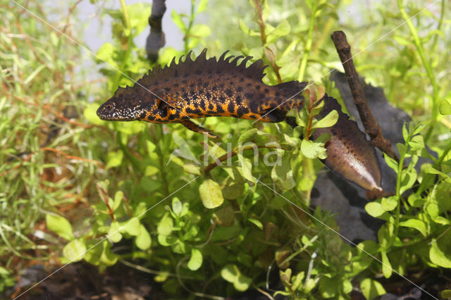 Kamsalamander (Triturus cristatus)