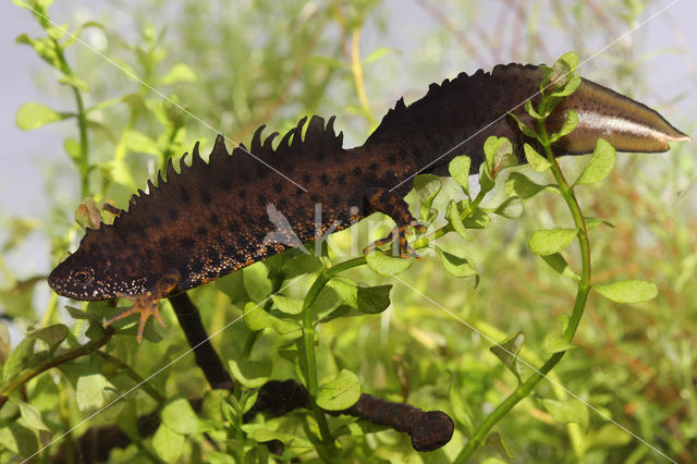 Kamsalamander (Triturus cristatus)