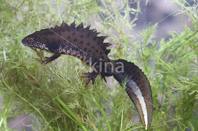 Great Crested Newt