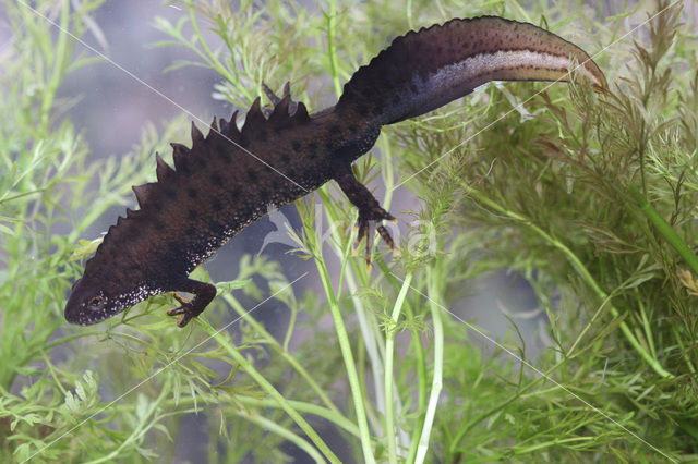 Kamsalamander (Triturus cristatus)