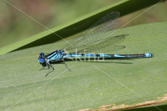 Damselfly (Erythromma lindenii)