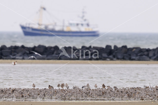 Kanoetstrandloper (Calidris canutus)