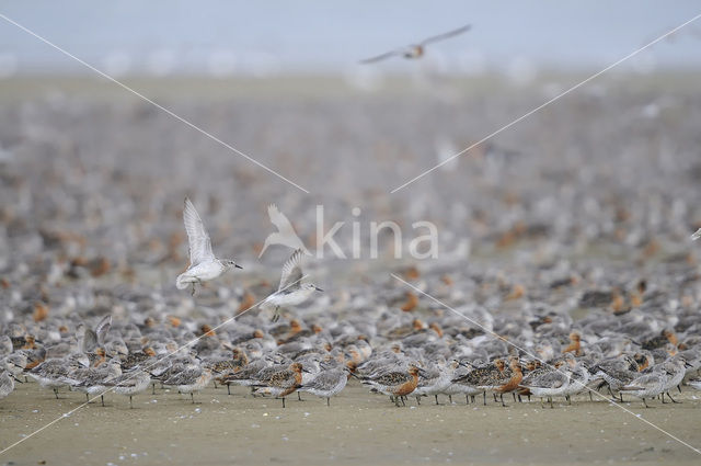 Kanoetstrandloper (Calidris canutus)