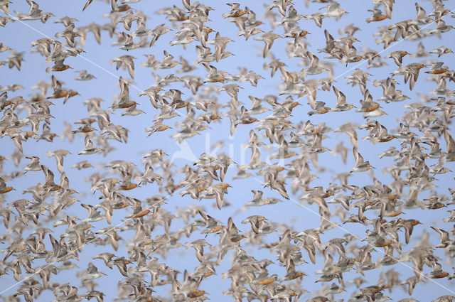 Red Knot (Calidris canutus)