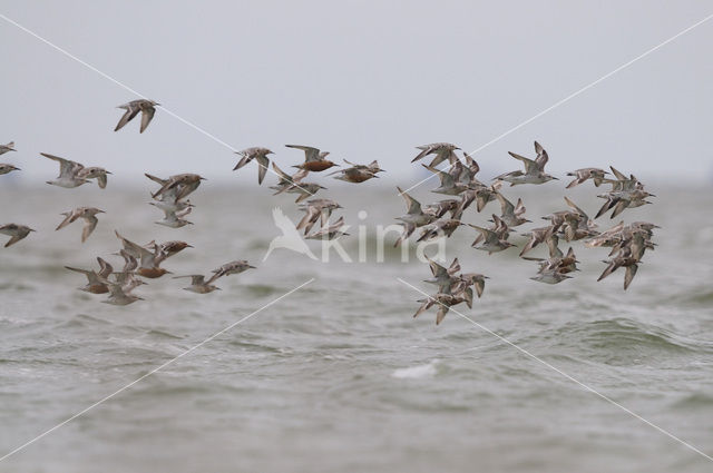 Kanoetstrandloper (Calidris canutus)