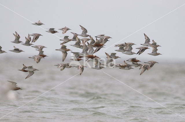 Red Knot (Calidris canutus)