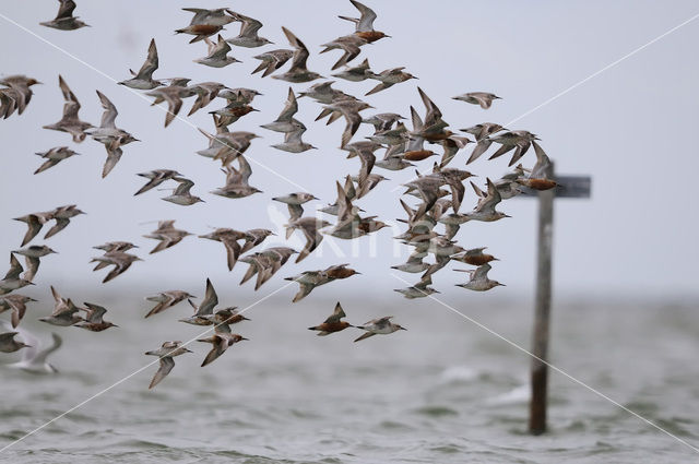 Kanoetstrandloper (Calidris canutus)