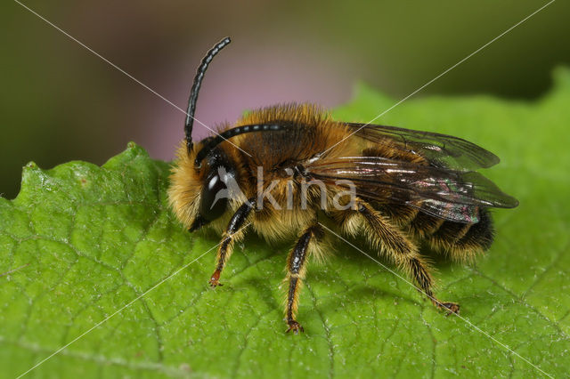 Kattenstaartdikpoot (Melitta nigricans)