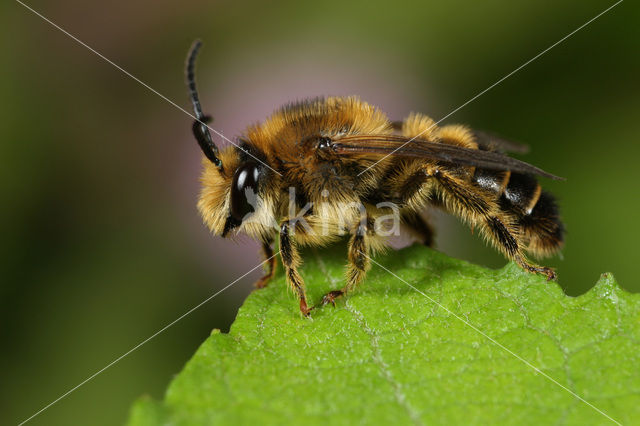 Kattenstaartdikpoot (Melitta nigricans)