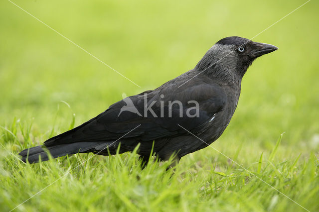 Eurasian Jackdaw (Corvus monedula)