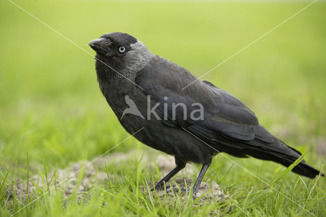 Eurasian Jackdaw (Corvus monedula)