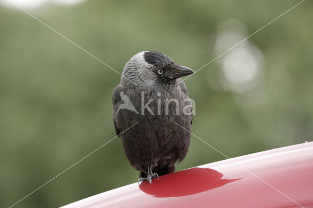 Eurasian Jackdaw (Corvus monedula)