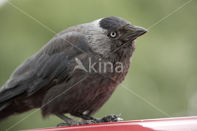 Eurasian Jackdaw (Corvus monedula)