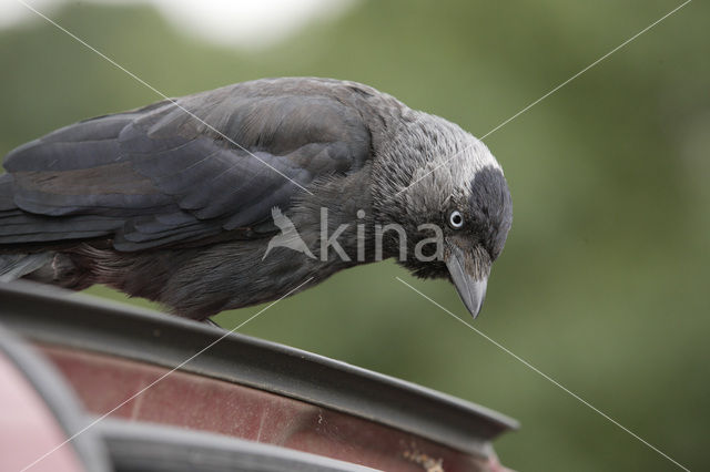 Eurasian Jackdaw (Corvus monedula)