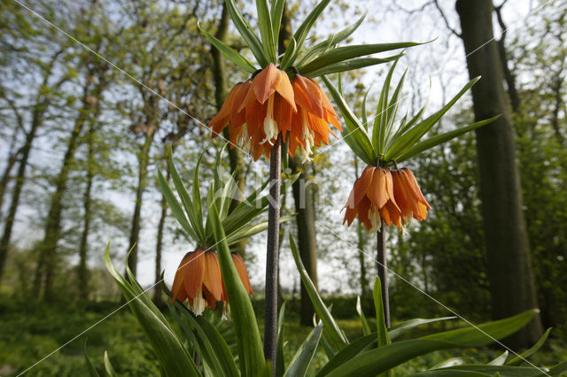 Keizerskroon (Fritillaria imperialis)
