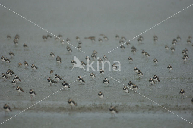 Lapwing (Vanellus vanellus)