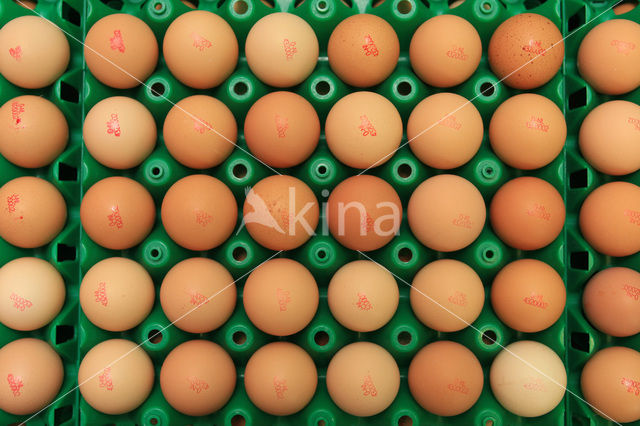 chicken (Gallus spec.)